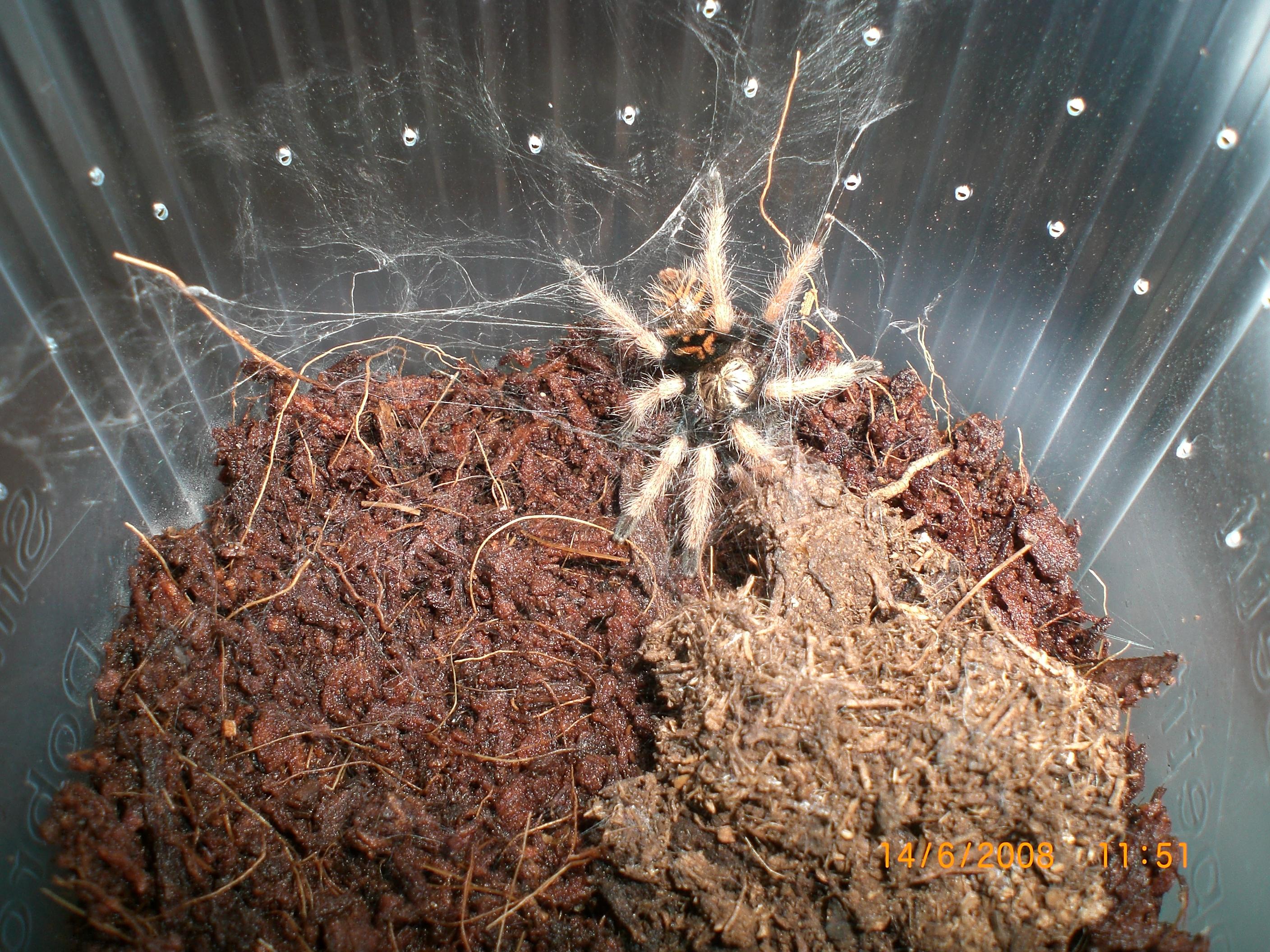 Chromatopelma cyanopubescens