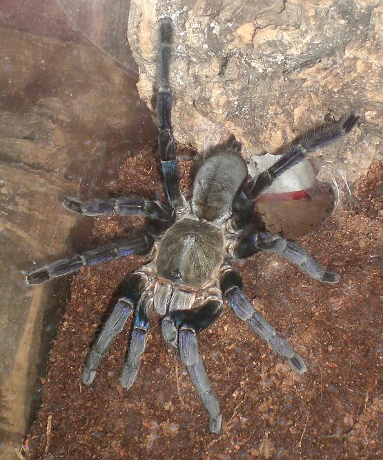 H.Lividium